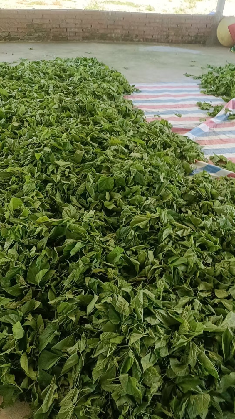 广东清远桑叶，广东桑叶，产地直供大量有货，可视频看货