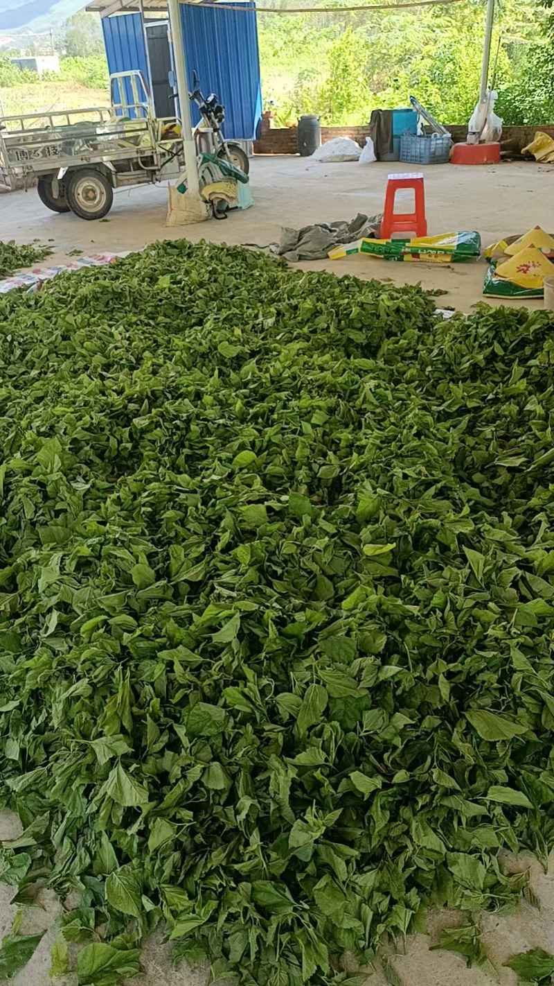 广东清远桑叶，广东桑叶，产地直供大量有货，可视频看货
