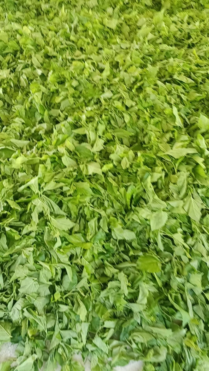 广东清远桑叶，广东桑叶，产地直供大量有货，可视频看货