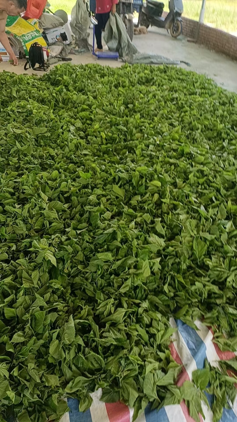 广东清远桑叶，广东桑叶，产地直供大量有货，可视频看货