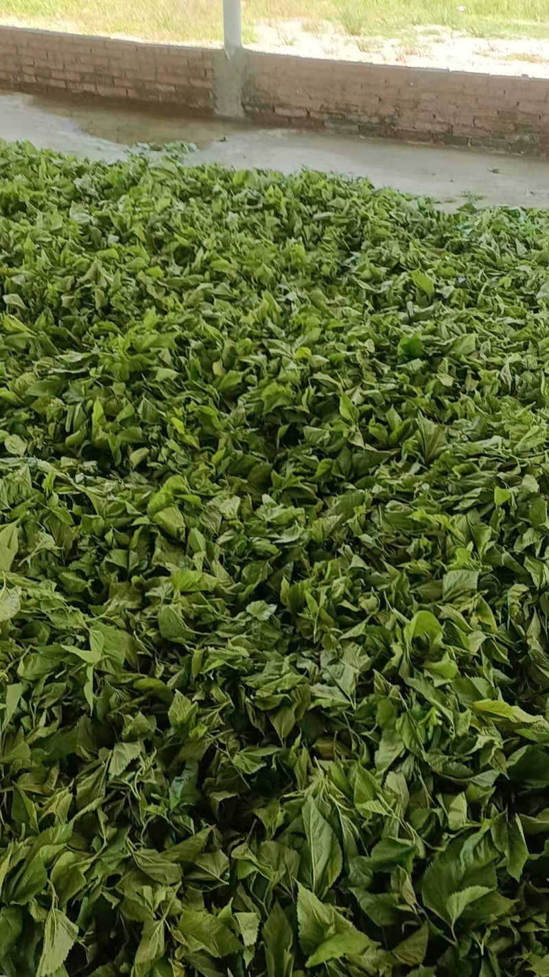 广东清远桑叶，广东桑叶，产地直供大量有货，可视频看货