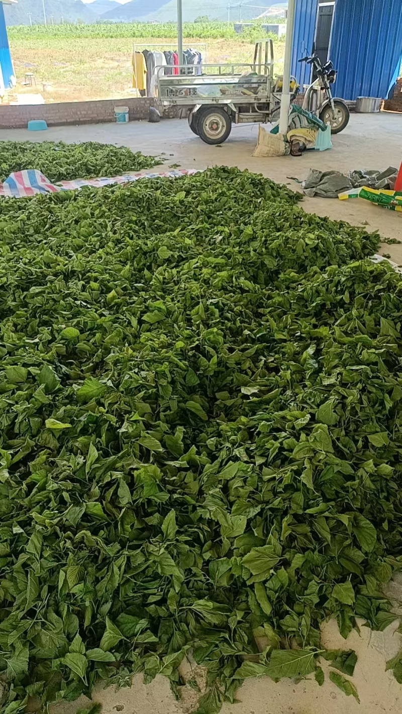广东清远桑叶，广东桑叶，产地直供大量有货，可视频看货