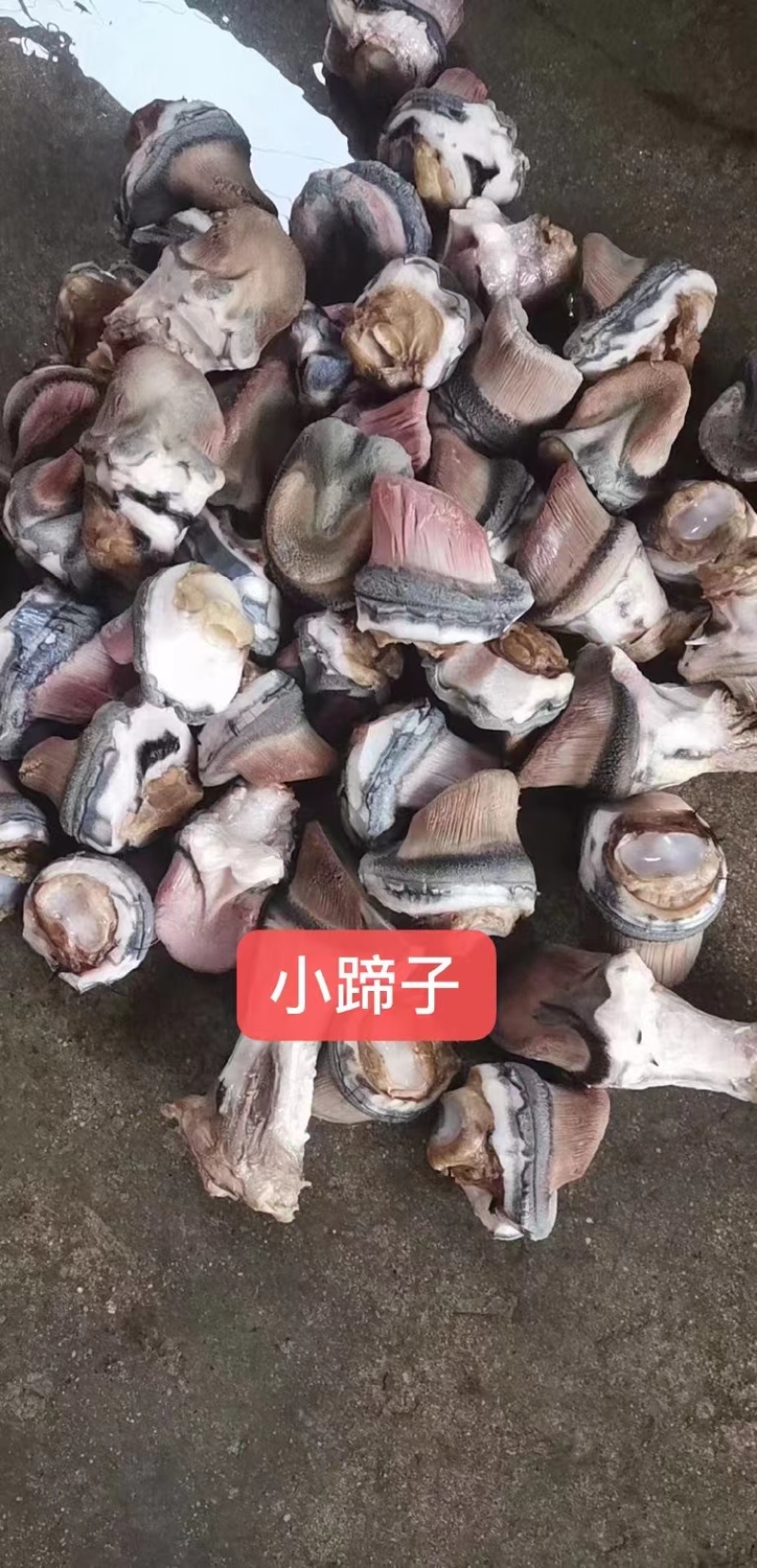 新鲜驴蹄子短蹄子小蹄子蹄冒厂家直发