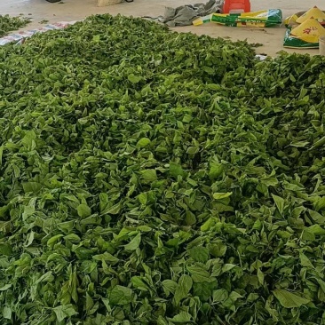 广东桑叶，清远桑叶，产地直供品质保证，对接全国，欢迎咨询