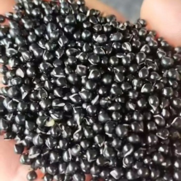 白鲜皮种子随时可聊高品质保障，产地直出全年供货