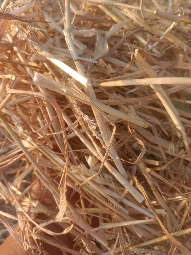 优质的小麦秸秆草料量大从优，基地直供货真价实