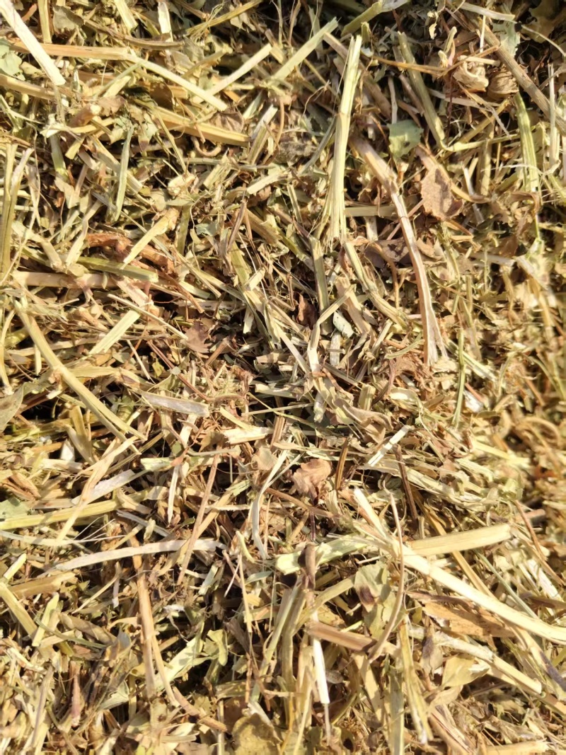 【优质花生秧】坐标南阳方城县量大质优价格可谈可咨询