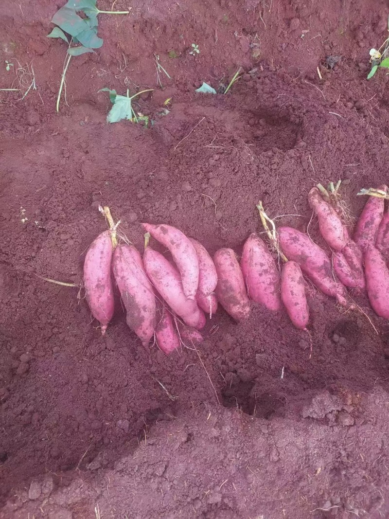 《河北西瓜红》河北红薯/西瓜红红薯/条形好特惠便宜