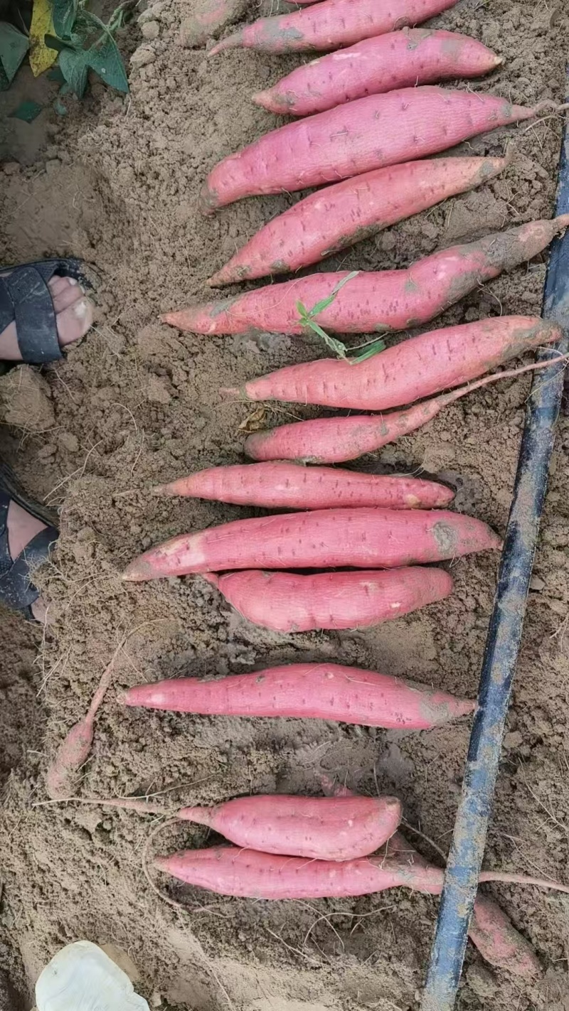 《河北西瓜红》河北红薯/西瓜红红薯/条形好特惠便宜