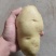 土豆