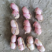 小白沙花生