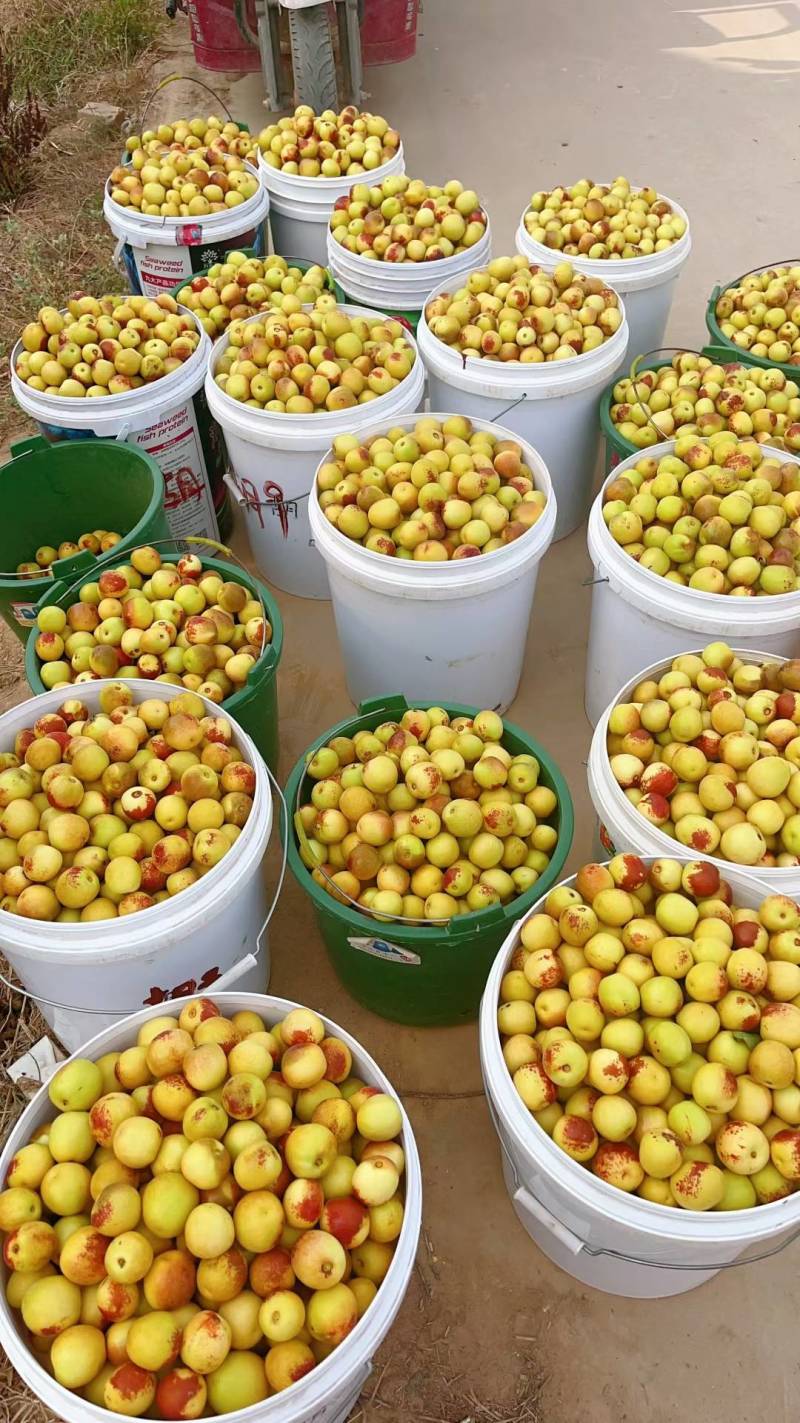 陕西大荔范家镇冬枣基地精品包装常年代收