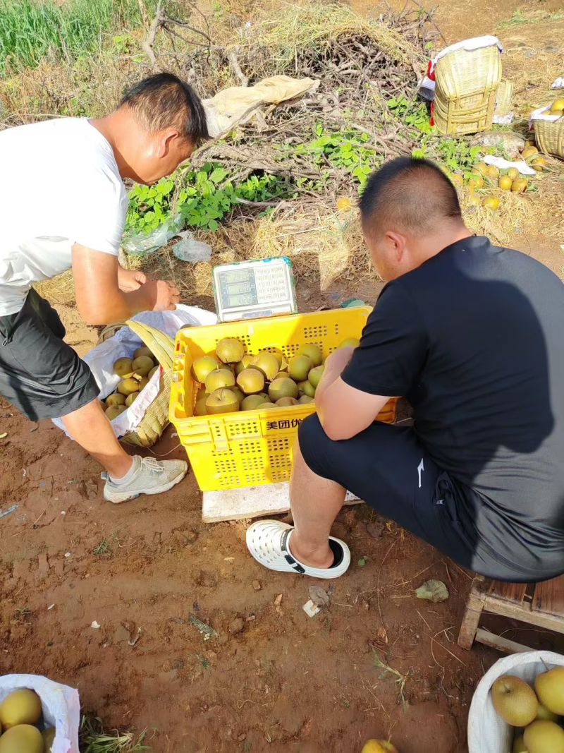 梨子，华梨，圆黄，翠冠大量有货，基地直发