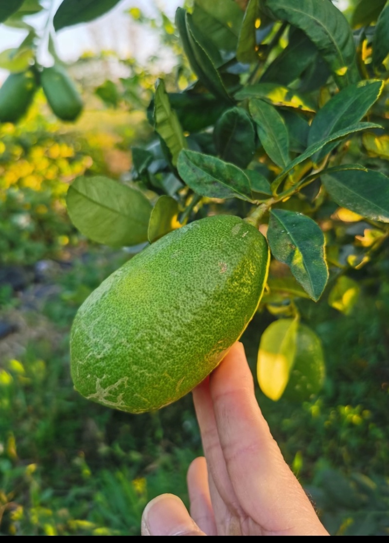 香水柠檬