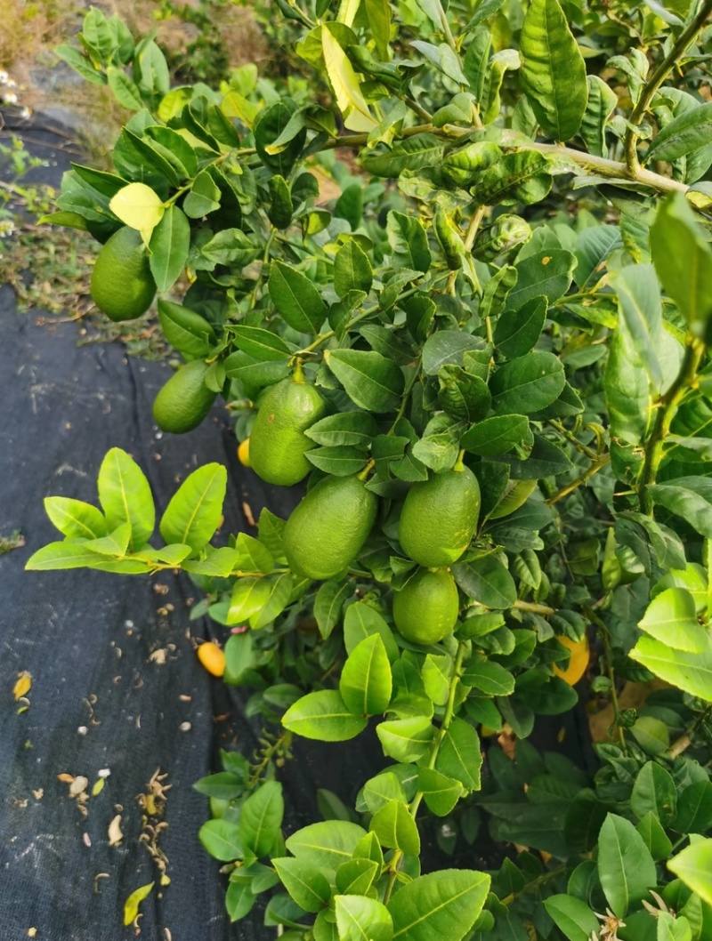 香水柠檬