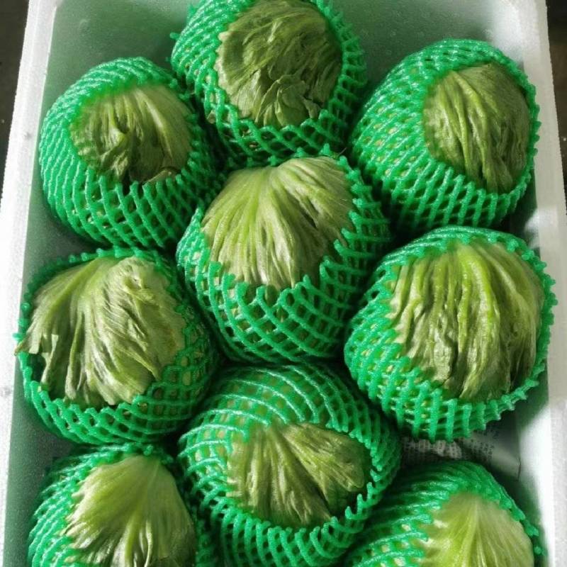 球生菜