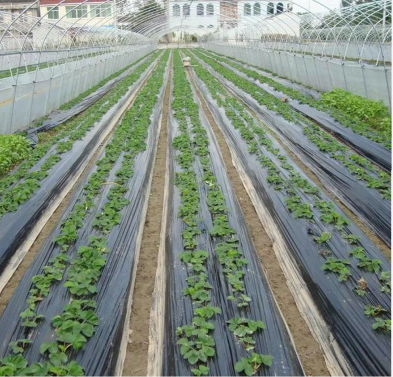厂家批发农用塑料薄膜2米3米5米大蒜蔬菜药材种植专用膜大