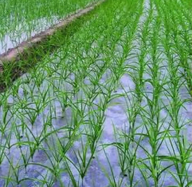 厂家批发农用塑料薄膜2米3米5米大蒜蔬菜药材种植专用膜大