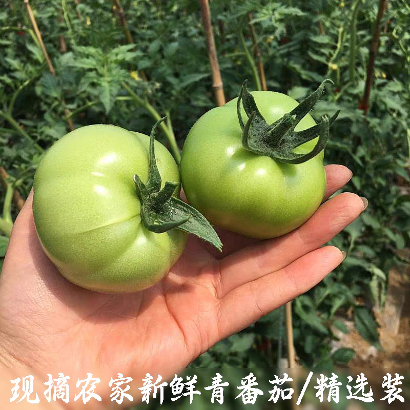 石头番茄青番茄西红柿看货论价保质保量欢迎订购