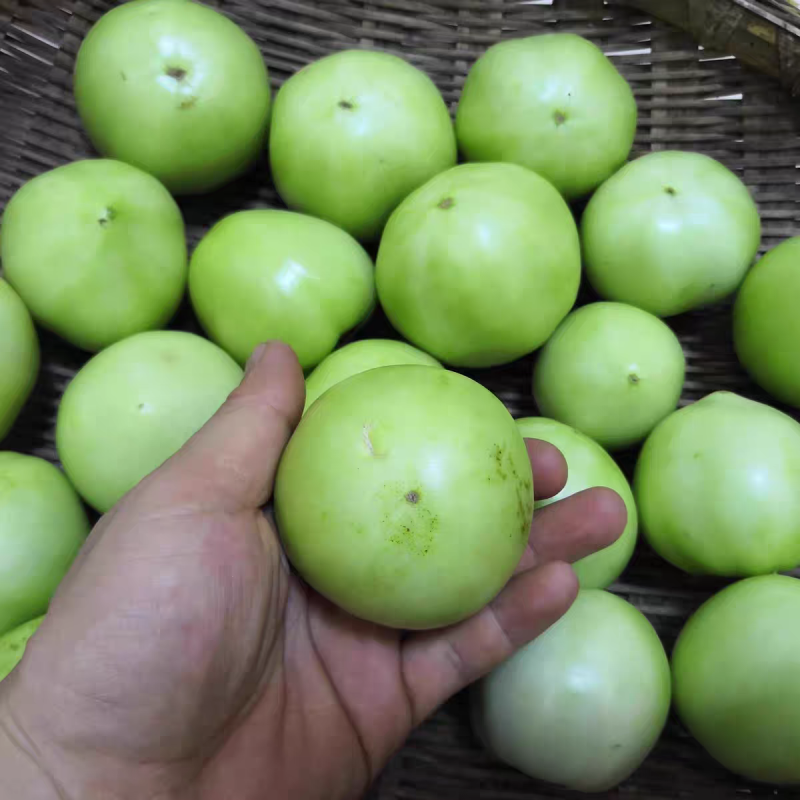 石头番茄青番茄西红柿看货论价保质保量欢迎订购
