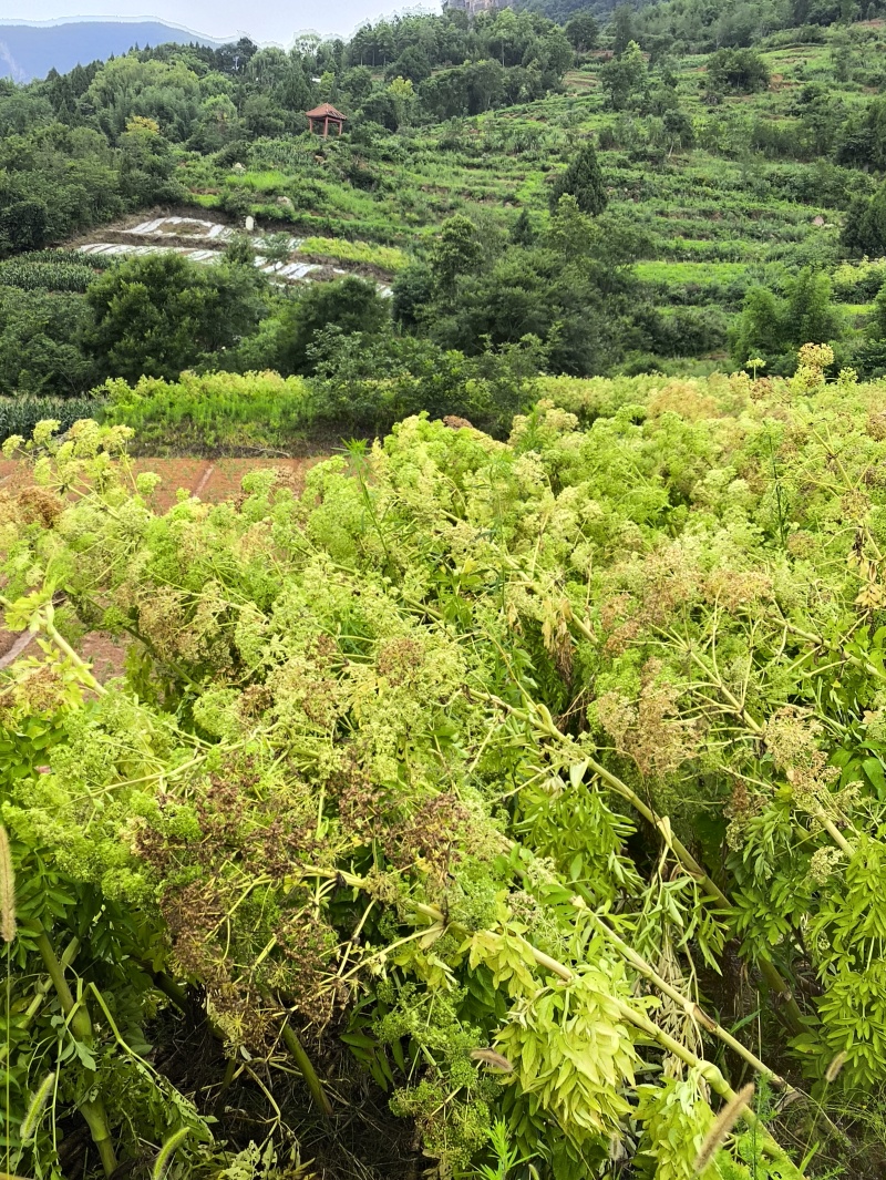 二年生川白芷籽