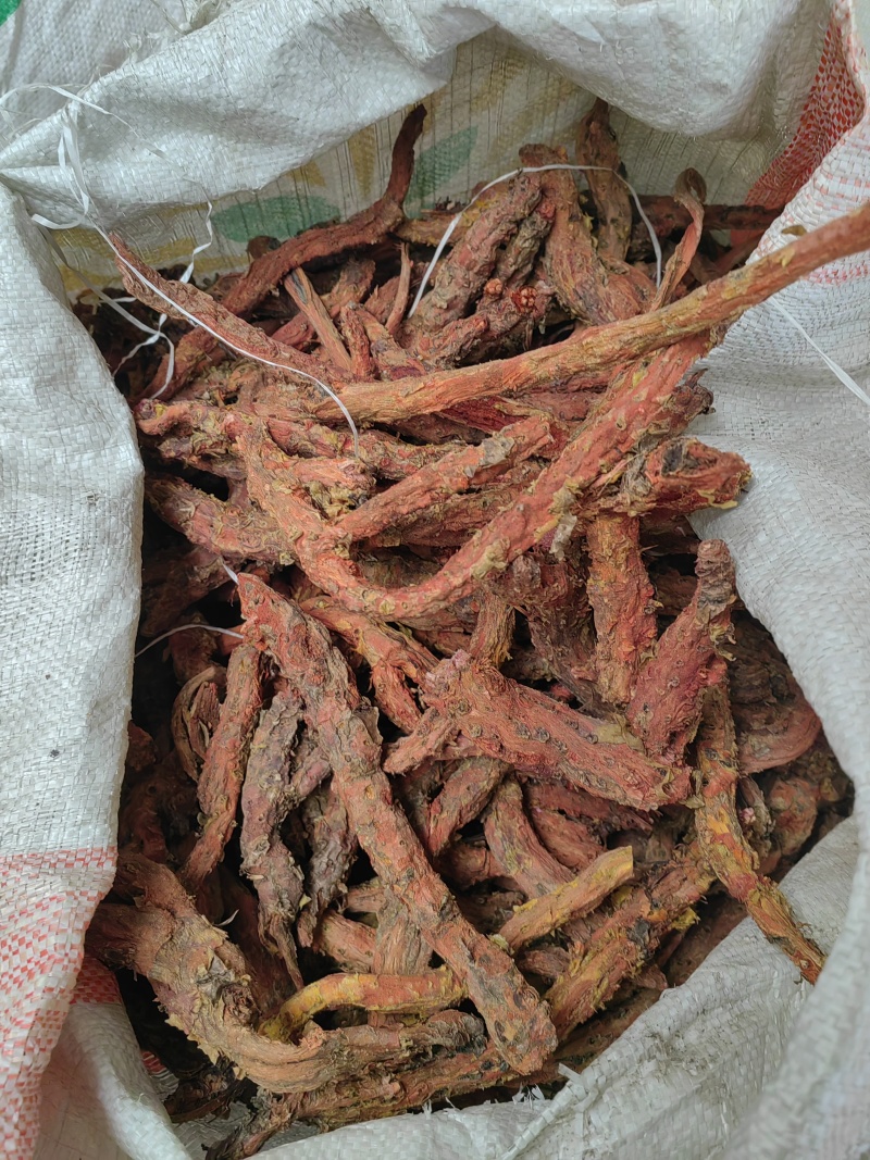 大量出售大花红景天鲜货精品乱片支持视频看货
