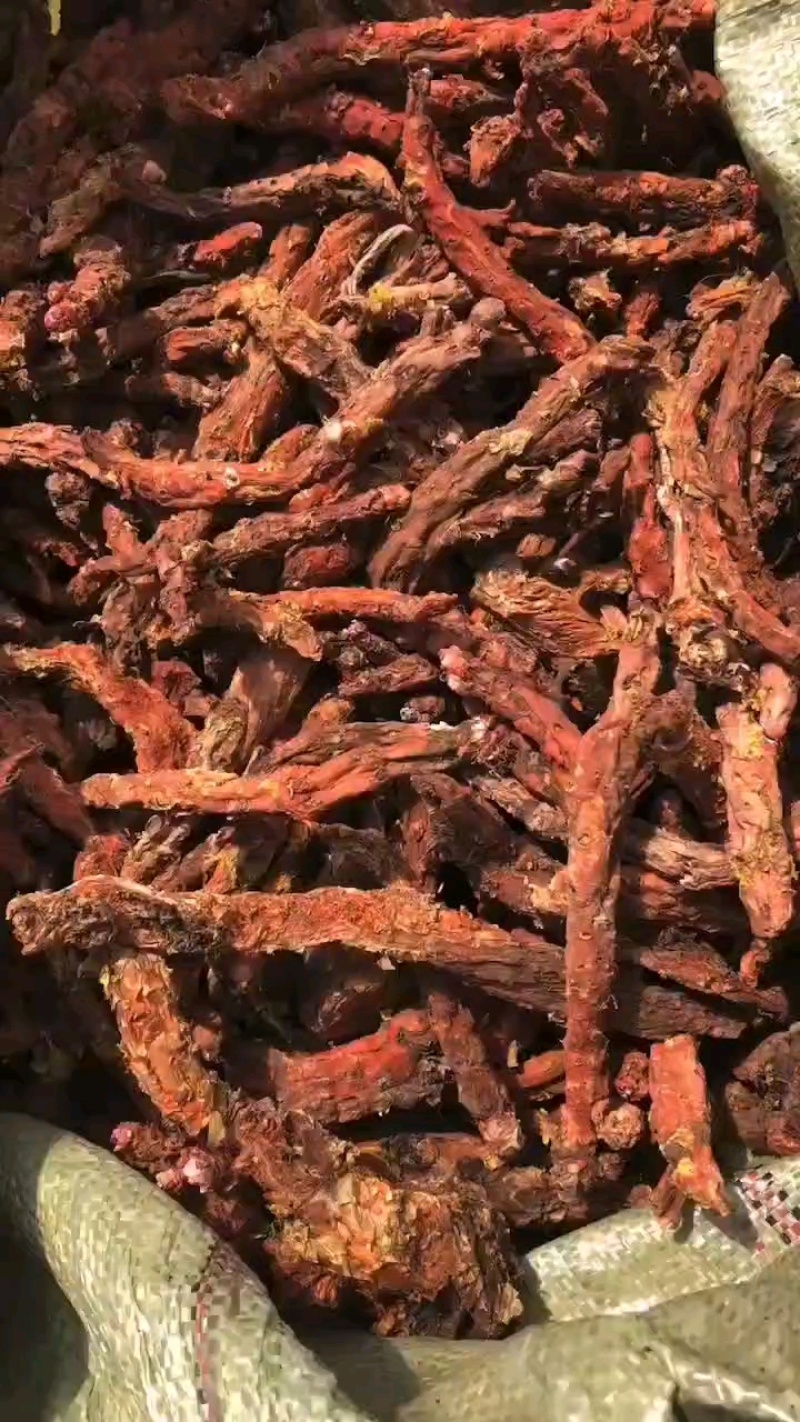 大量出售大花红景天鲜货精品乱片支持视频看货