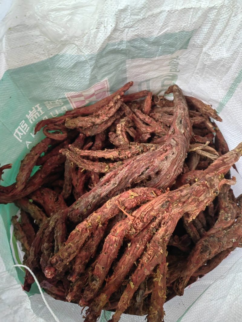 大量出售大花红景天鲜货精品乱片支持视频看货