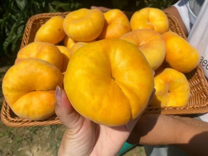黄金蟠桃批发，黄金蟠桃基地价格，黄金蟠桃产地