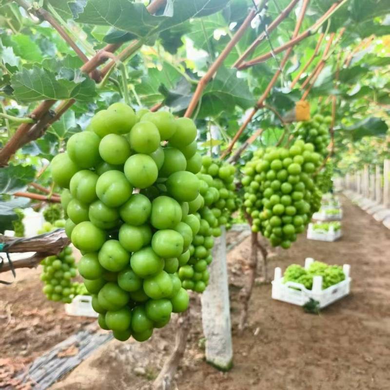《阳光玫瑰》山东聊城阳光玫瑰/大量上市/价格便宜欢迎来电