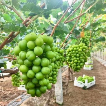 《阳光玫瑰》山东聊城阳光玫瑰/大量上市/价格便宜欢迎来电
