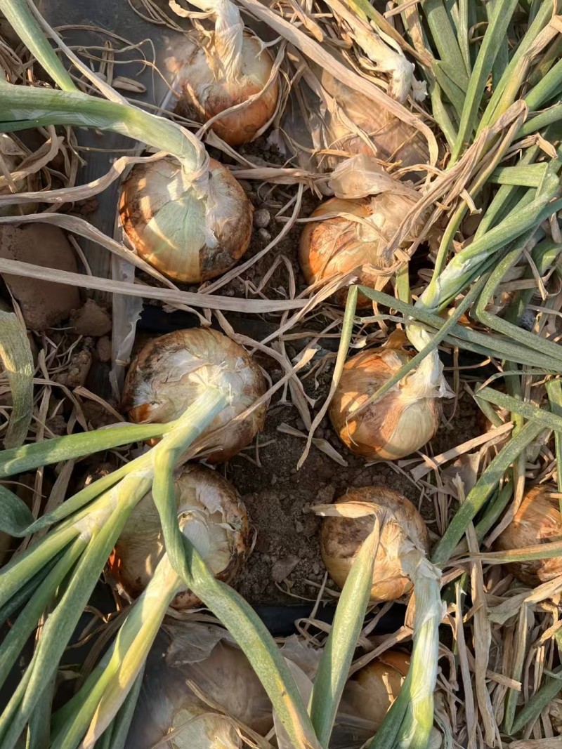 【源头直采】云南精品黄皮洋葱规格齐全可供食堂/电商/商超