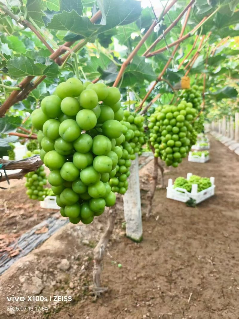 《阳光玫瑰》山东聊城阳光玫瑰/大量上市/价格便宜欢迎来电