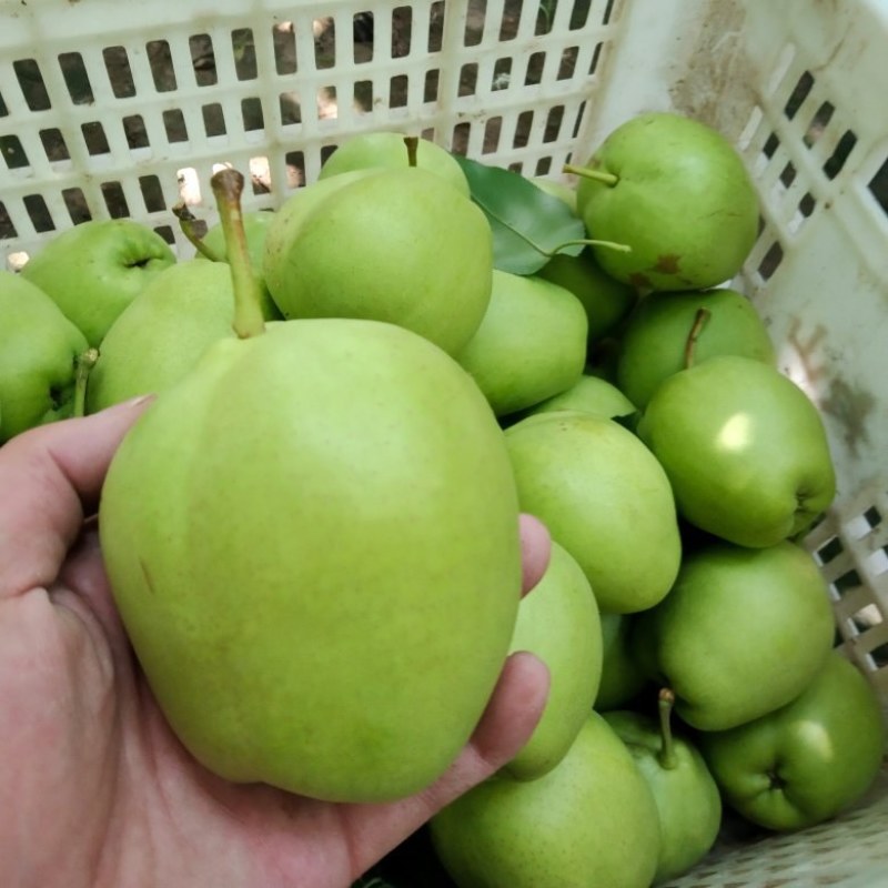 山东阳信早酥梨
