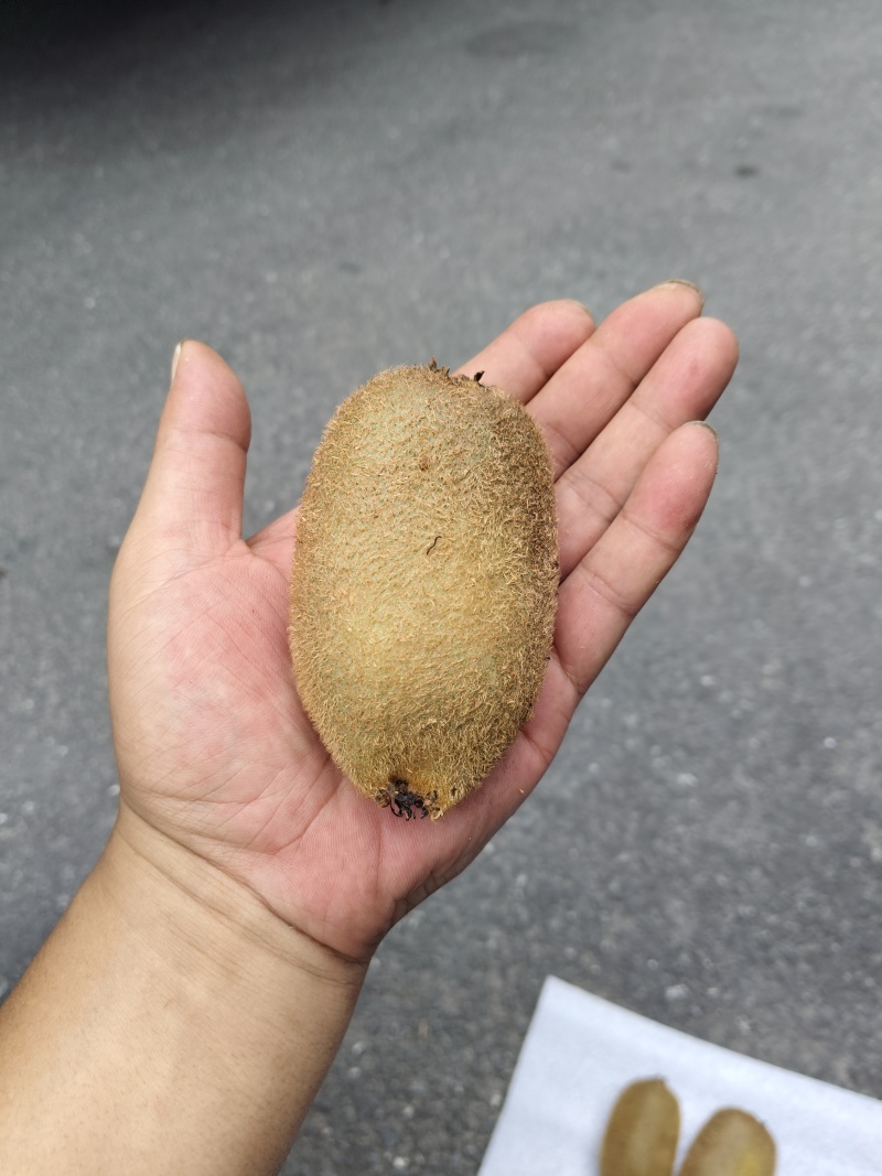 米良一号