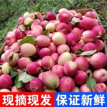 东北海棠果新鲜现摘k9海棠果当季酸甜可口