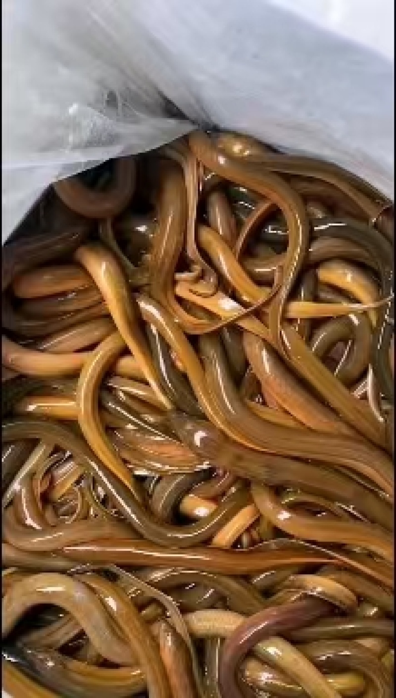 淡水黄鳝，欢迎合作！鳝鱼！！黄条！！！！！！