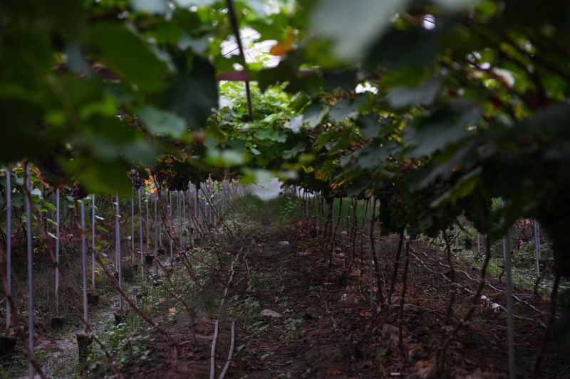 巨峰葡萄甜度16+果型紧凑头茬果果汁厂纯甜欢迎