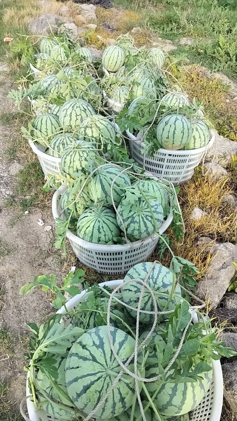 上海嘉定露天头茬美都西瓜，大量上市，保质保量，