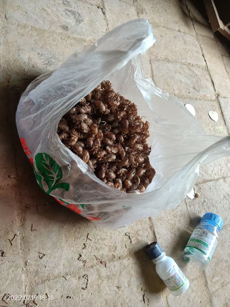 全国供应蝉蜕随时可聊正品保障安心食用