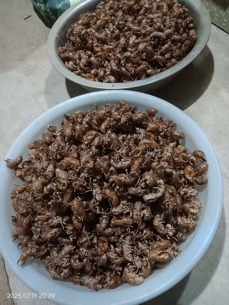 全国供应蝉蜕随时可聊正品保障安心食用