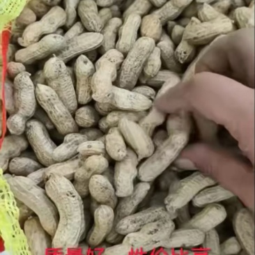 产地大量出售鲜花生，量大优惠，品种齐全，白沙系列