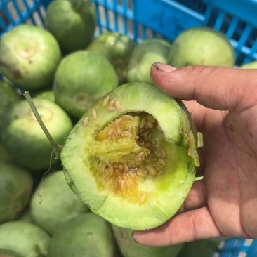本地海涂绿宝甜瓜