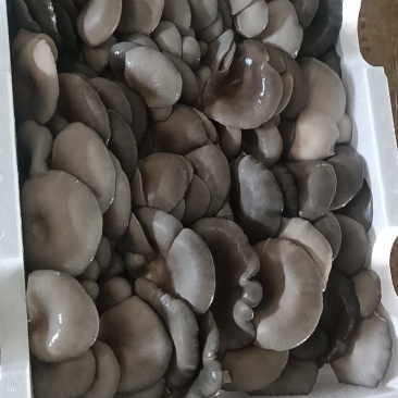 河北天天鲜平菇承接各大商超欢迎采购