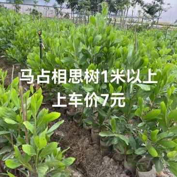 马占相思树基地供应量大从优诚信经营欢迎咨询