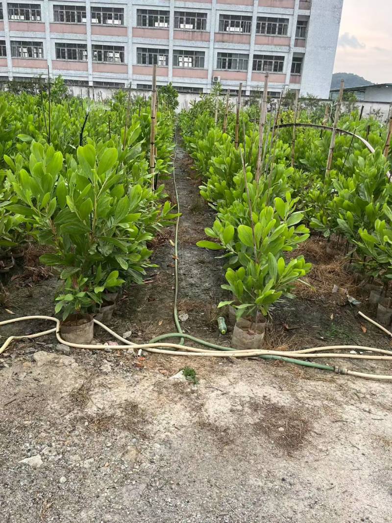 马占相思树基地供应量大从优诚信经营欢迎咨询