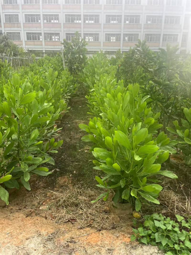 马占相思树基地供应量大从优诚信经营欢迎咨询