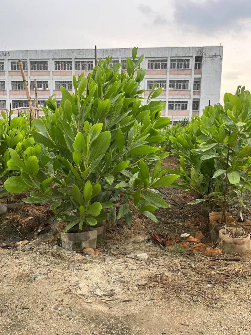 马占相思树基地供应量大从优诚信经营欢迎咨询