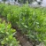 马占相思树基地供应量大从优诚信经营欢迎咨询