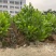 马占相思树基地供应量大从优诚信经营欢迎咨询